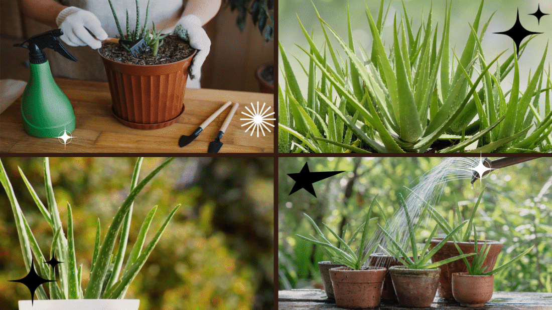 How to Plant an Aloe Vera for Beginners: A Complete, Easy-to-Follow Guide
