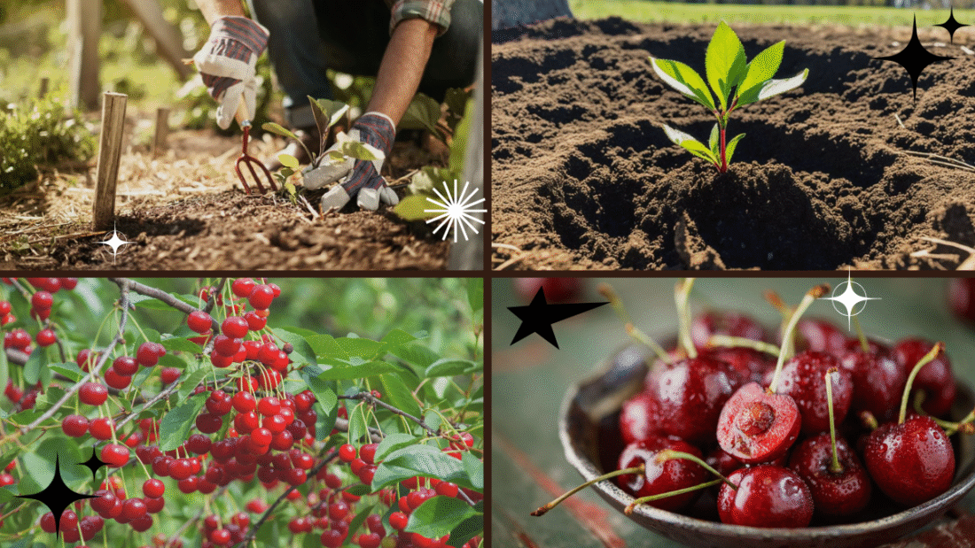 How to Plant a Cherry Pit for Future Trees: A Complete Beginner’s Guide