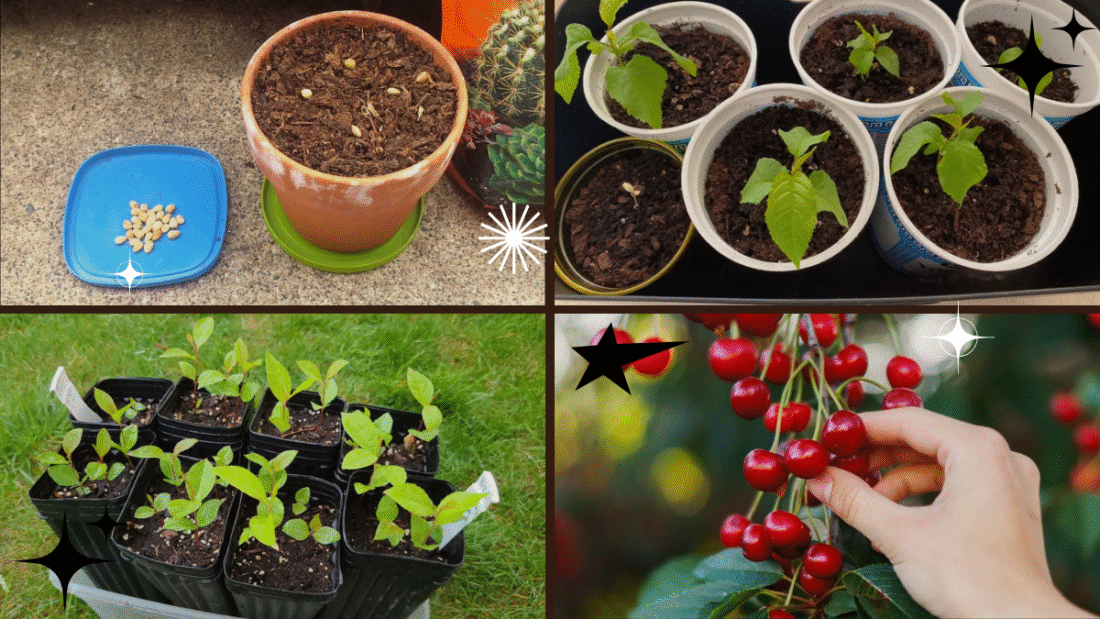 How to Plant a Cherry Seed the Right Way