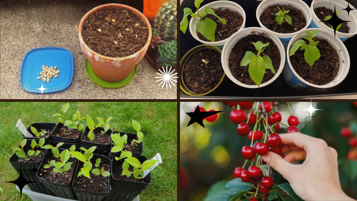 How to Plant a Cherry Seed the Right Way