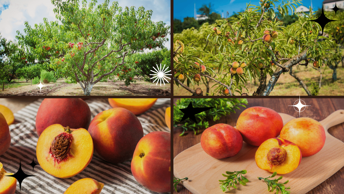 How to Plant a Peach Tree from Seeds at Home