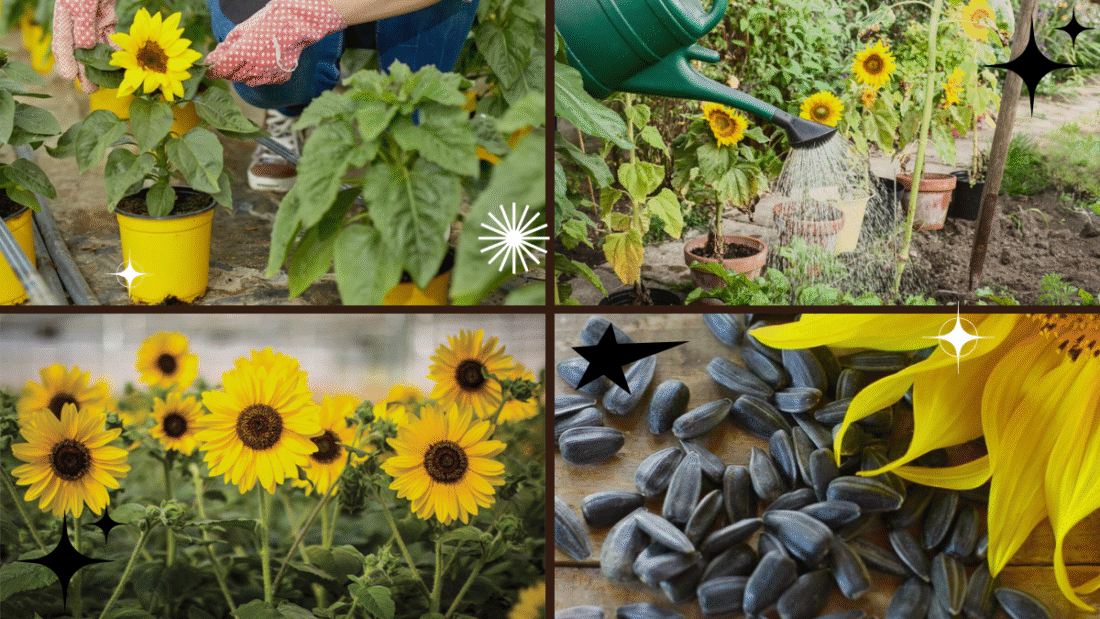 How to Plant and Grow a Sunflower Successfully