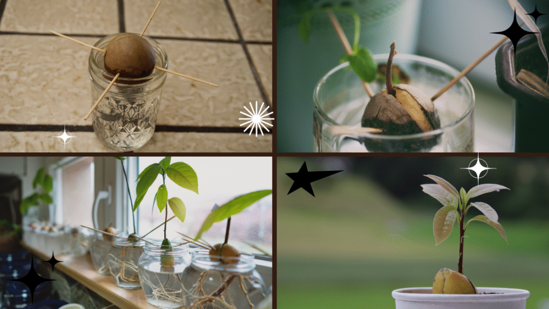 How to Plant an Avocado Seed in Water Easily