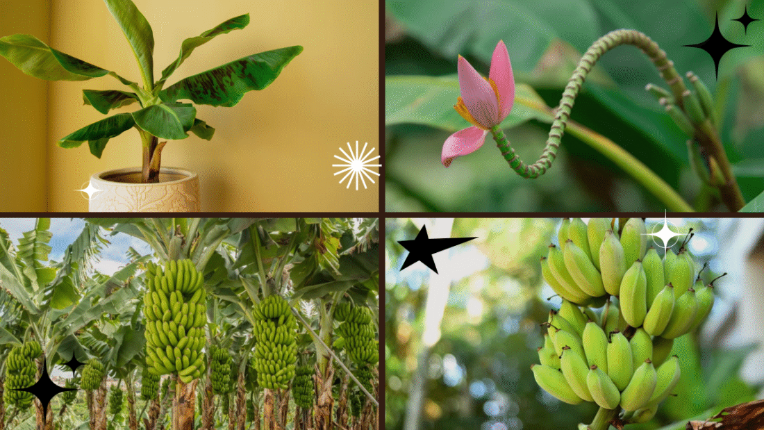 How to Plant and Care for a Banana Tree