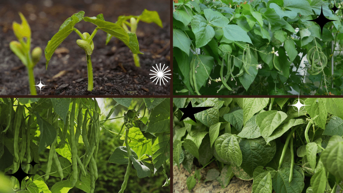 How to Plant Beans in Your Home Garden