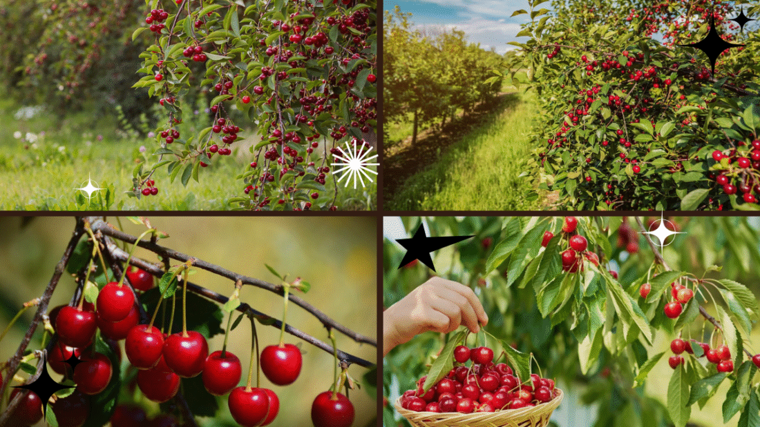 How to Plant Cherry Pits for Fruit-Bearing Trees