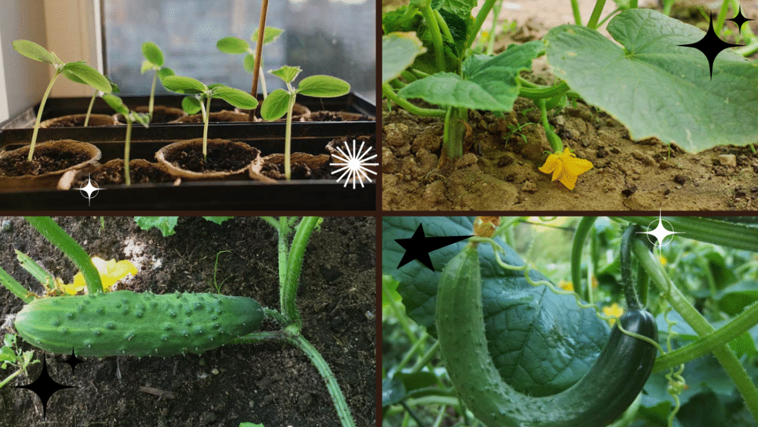 How to Plant Cucumbers for Maximum Yield