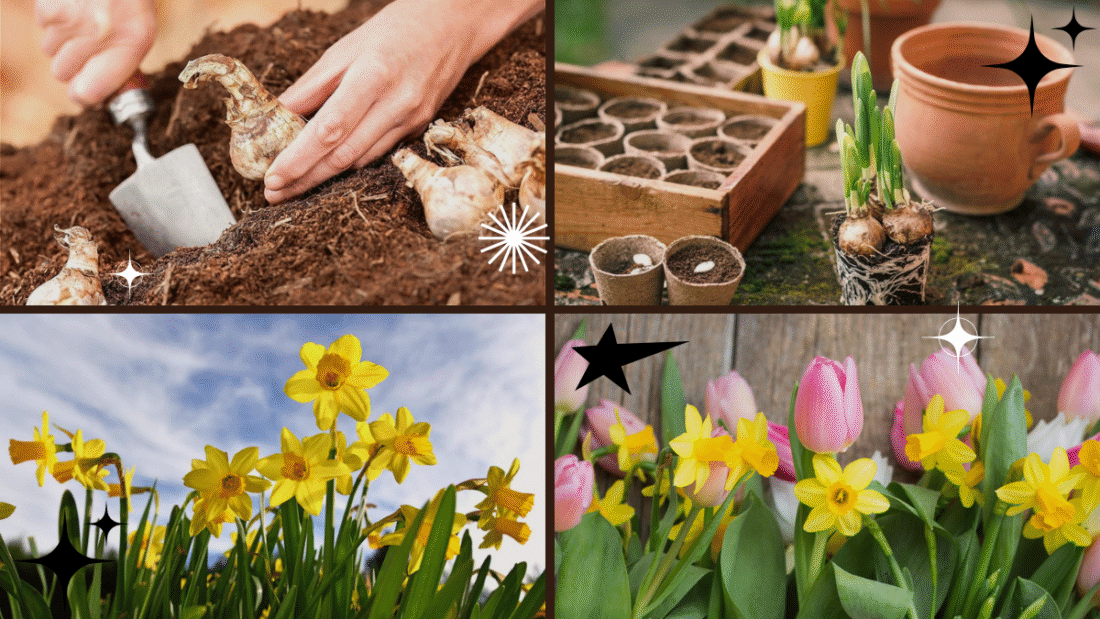 How to Plant Daffodil Bulbs for Spring Blooms: A Complete Guide