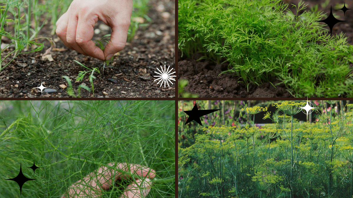 How to Plant Dill in Your Herb Garden: A Complete, Easy-to-Follow Guide