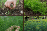 How to Plant Dill in Your Herb Garden: A Complete, Easy-to-Follow Guide