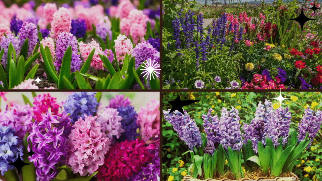 How to Plant Flowers for a Vibrant Garden: A Complete Guide for Beginners