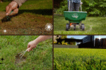 How to Plant Grass Seed on an Existing Lawn: A Complete, Easy-to-Follow Guide