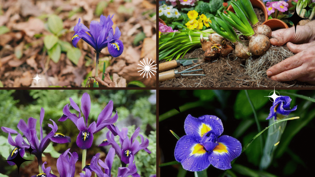 How to Plant Iris Bulbs for Beautiful Flowers