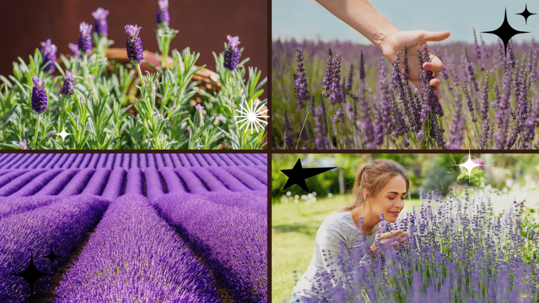 How to Plant Lavender for a Relaxing Aroma