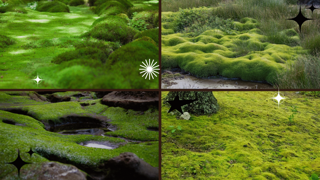 How to Plant and Maintain Moss in Your Garden