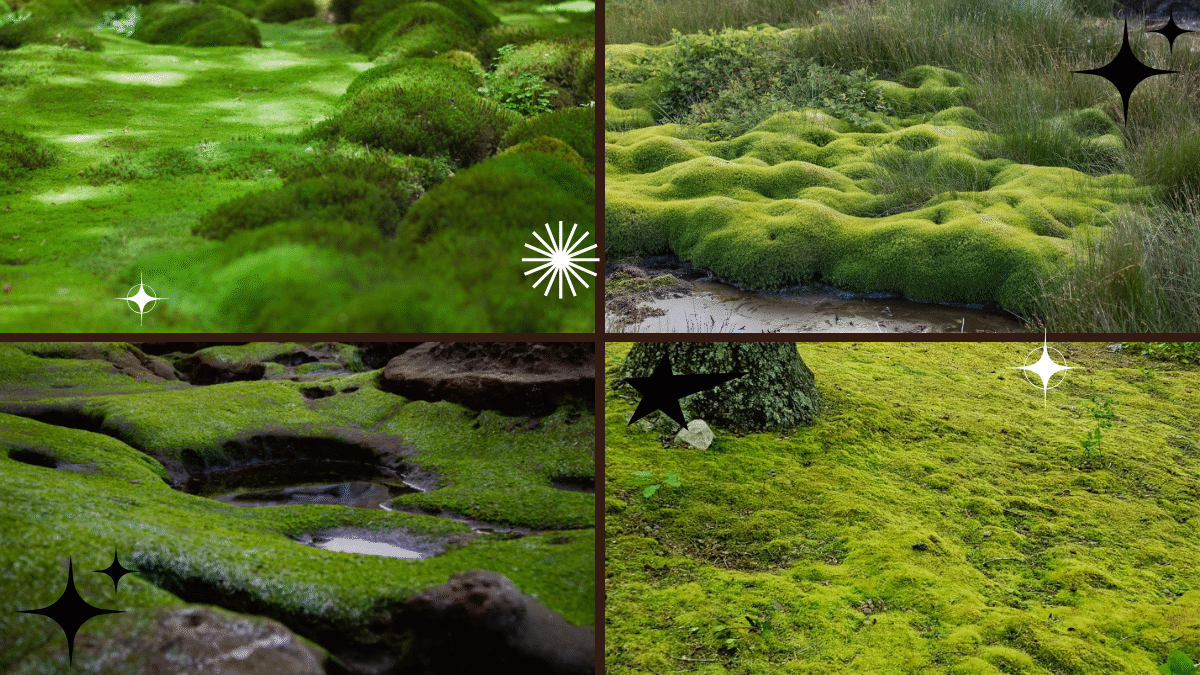 How to Plant and Maintain Moss in Your Garden
