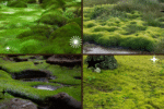 How to Plant and Maintain Moss in Your Garden