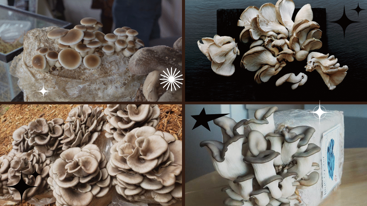 How to Plant Mushrooms at Home Easily