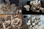 How to Plant Mushrooms at Home Easily