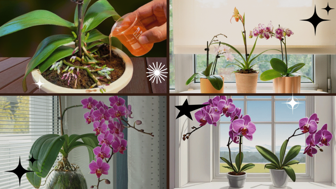 How to Plant and Grow Orchid Plants at Home