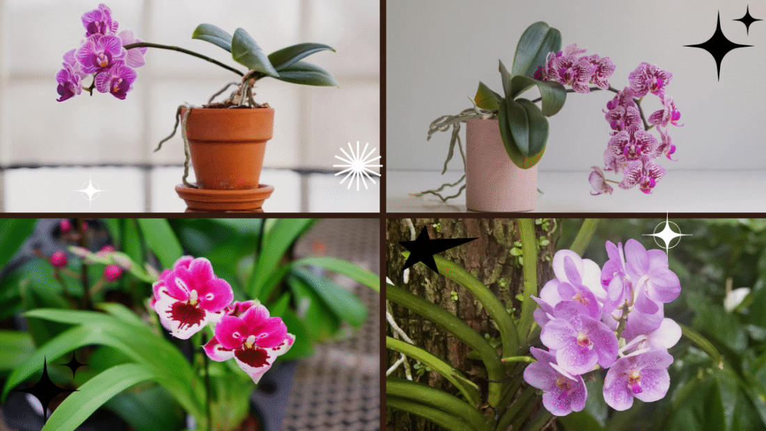 How to Plant Orchids for Gorgeous Blooms: A Complete Guide for Success