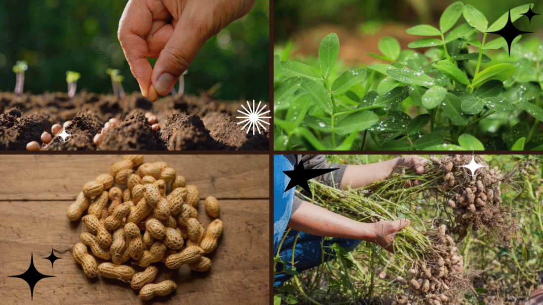 How to Plant Peanuts in Your Backyard: A Complete, Easy-to-Follow Guide