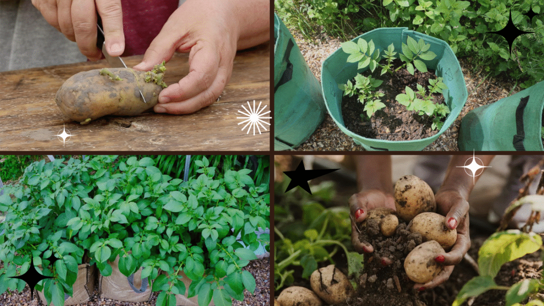 How to Plant Potatoes in Containers Effectively: A Complete Backyard Gardener’s Guide