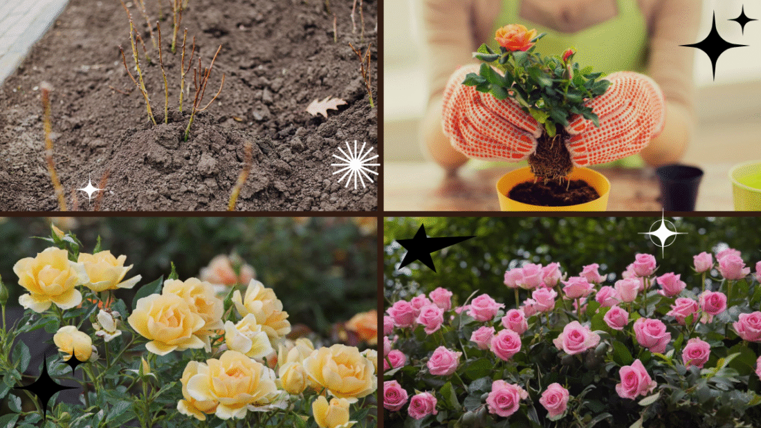 How to Plant and Grow Rose Bushes Easily