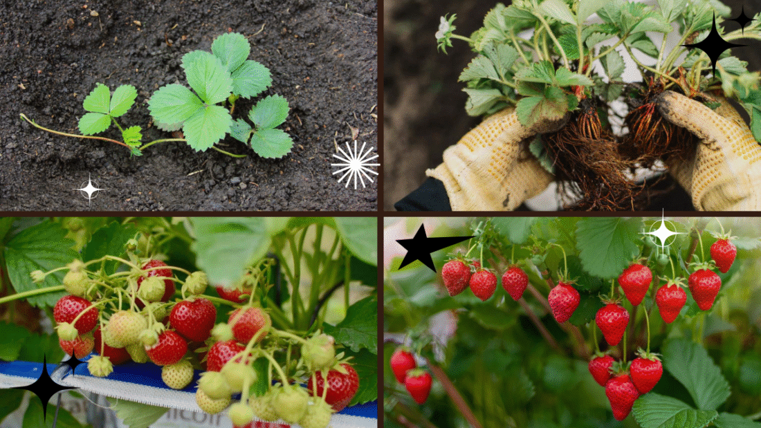 How to Plant Strawberries in a Pot Successfully