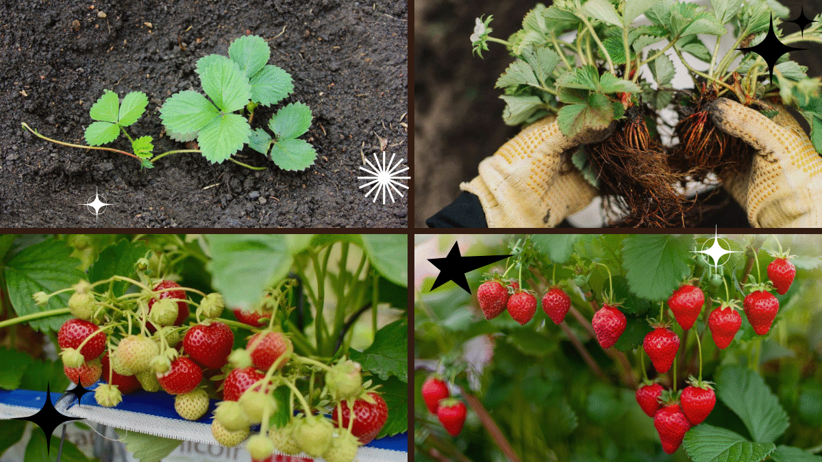 How to Plant Strawberries in a Pot Successfully