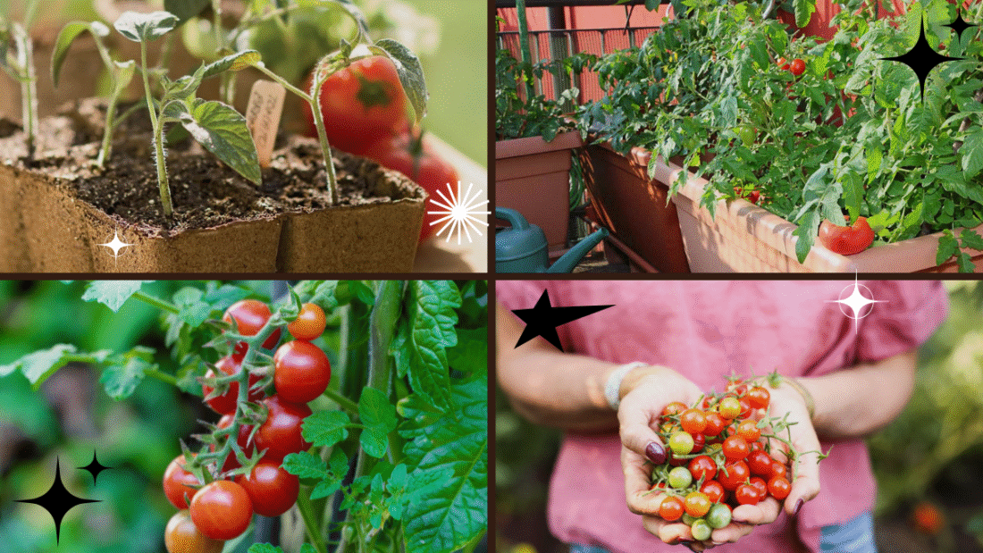 How to Plant Tomato Seeds from Fresh Tomatoes: A Step-by-Step Guide for Garden Success