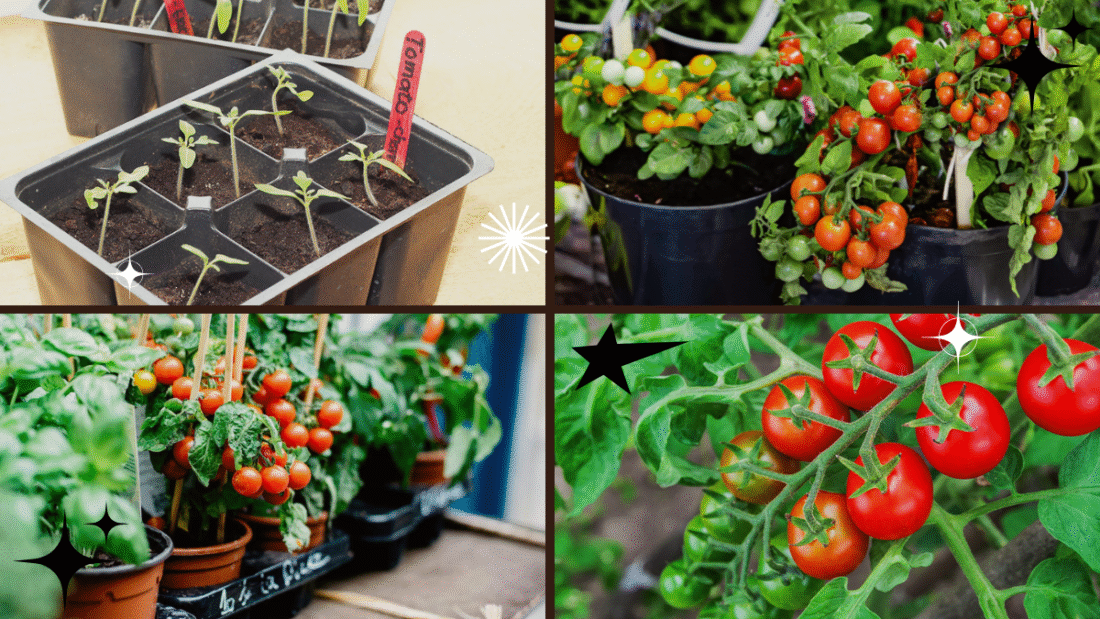 How to Plant Tomatoes from Seedlings Easily: A Complete Step-by-Step Guide for Thriving Plants