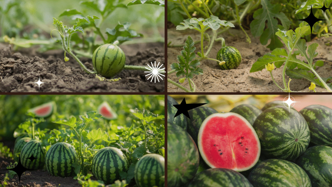 How to Plant Watermelon for Sweet Harvests: A Complete Backyard Growing Guide