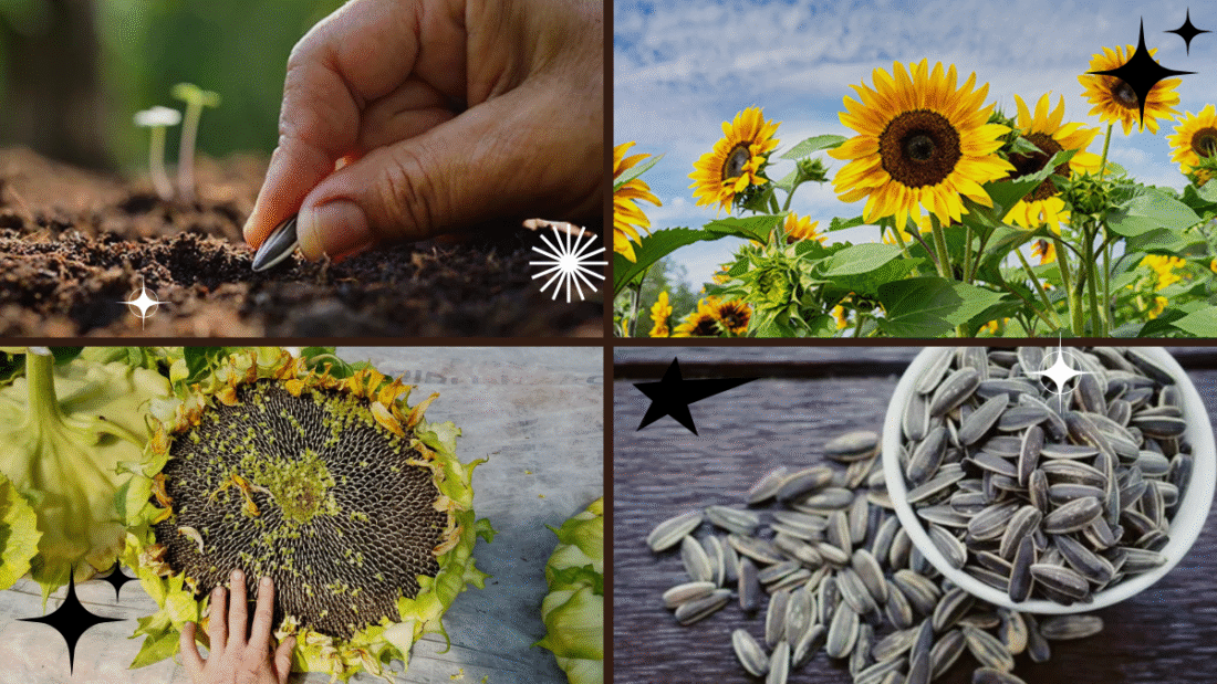 How to Plant Sunflower Seeds for Maximum Growth: A Complete Backyard Guide