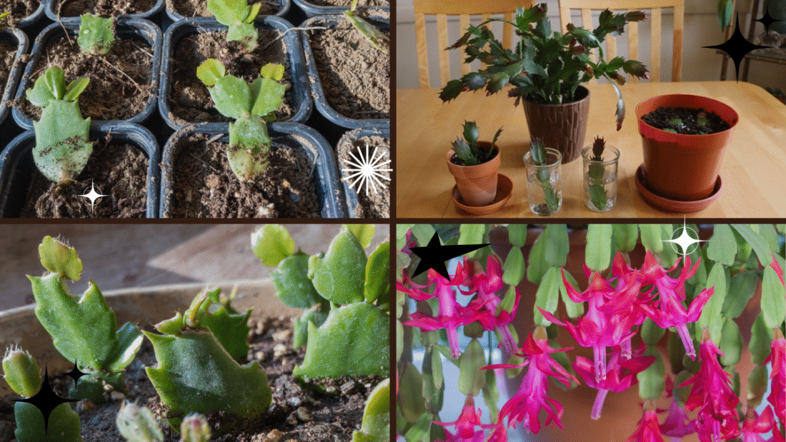 How to Propagate and Plant a Christmas Cactus: A Complete Step-by-Step Guide