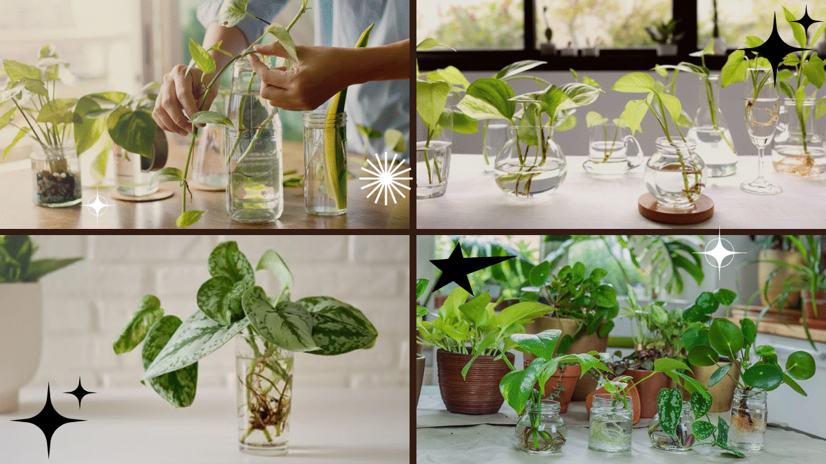How to Propagate Plants for Your Garden: A Complete, Easy-to-Follow Guide