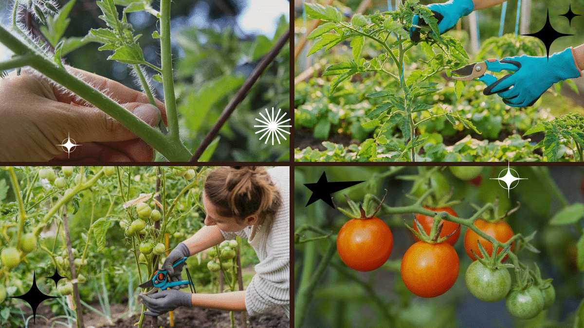 How to Prune a Tomato Plant for Better Growth: A Complete Gardener’s Guide