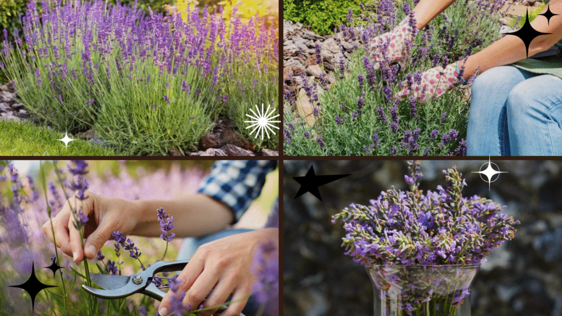 How to Prune Lavender Plants to Keep Them Healthy: A Complete Gardener’s Guide