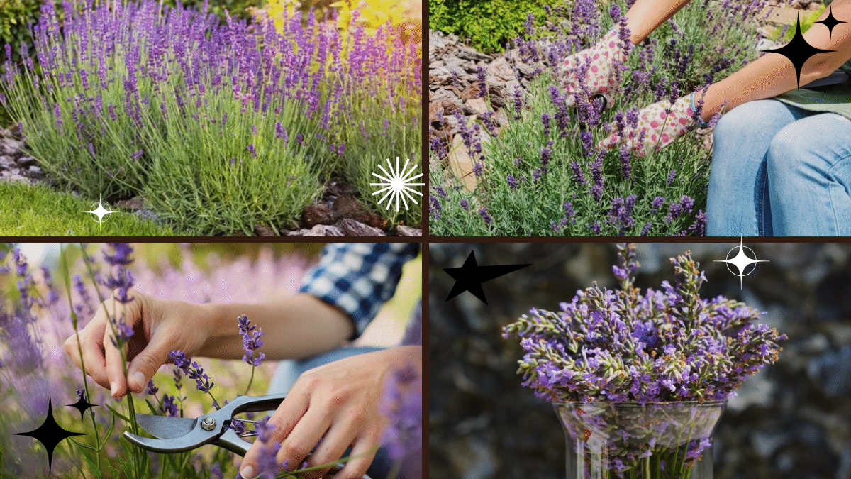 How to Prune Lavender Plants to Keep Them Healthy: A Complete Gardener’s Guide