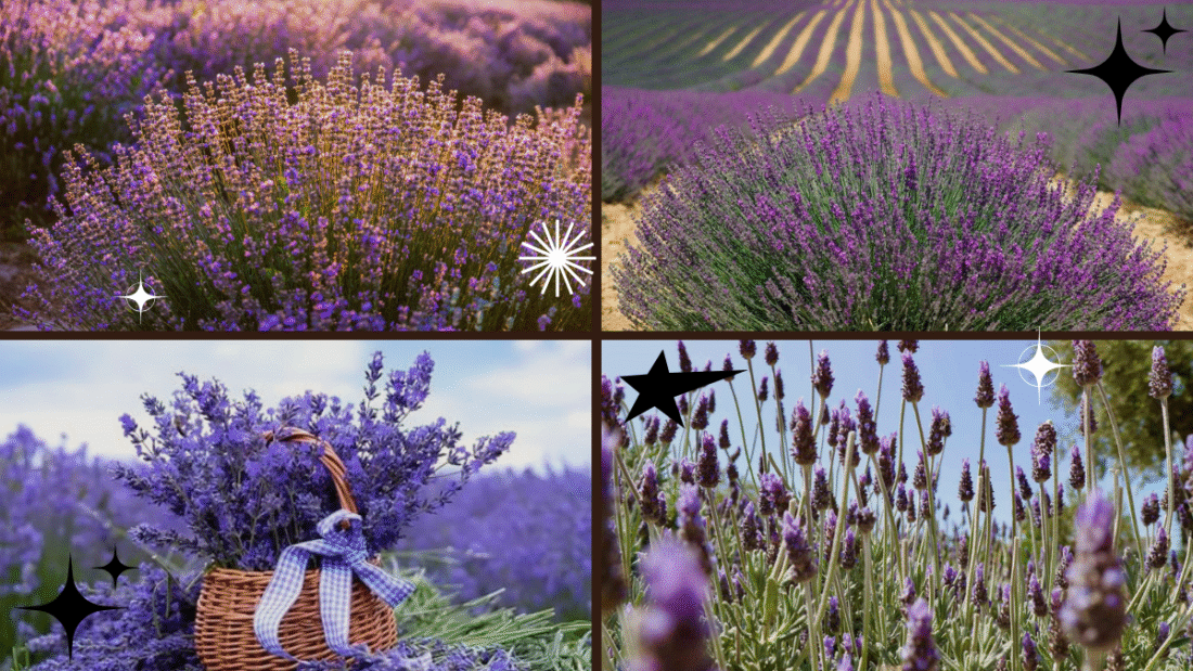 How to Raise Lavender Plants in Any Climate