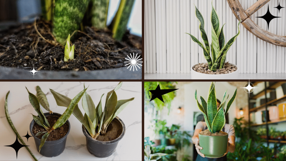 How to Repot a Snake Plant Without Damaging Roots