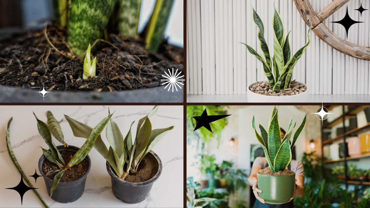 How to Repot a Snake Plant Without Damaging Roots