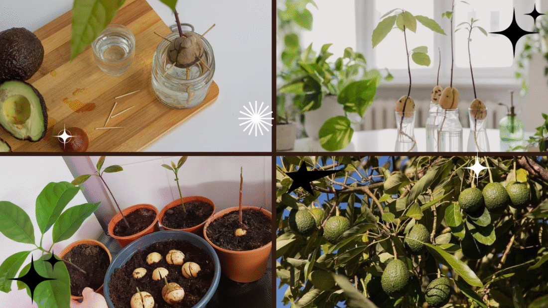 How to Seed and Grow an Avocado Plant: A Complete Guide for Beginners