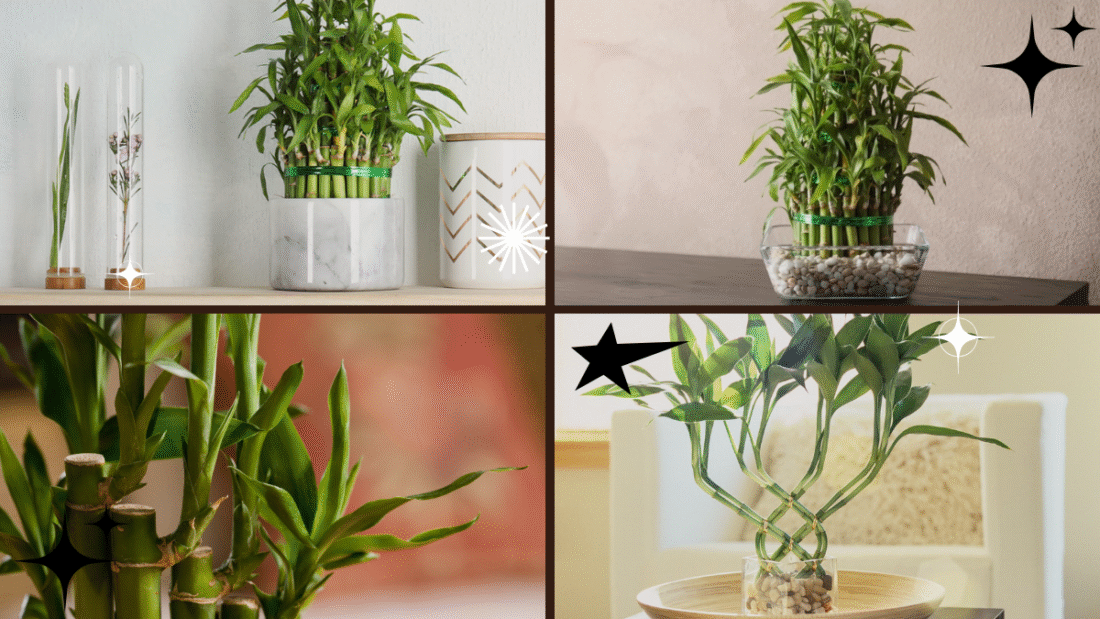 How to Take Care of a Bamboo Plant Indoors: A Complete Guide