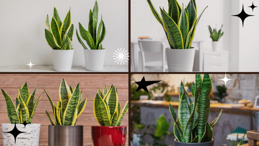 How to Take Care of a Snake Plant for Beginners: A Complete Guide