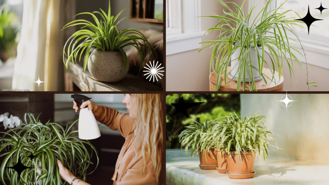 How to Take Care of a Spider Plant Indoors