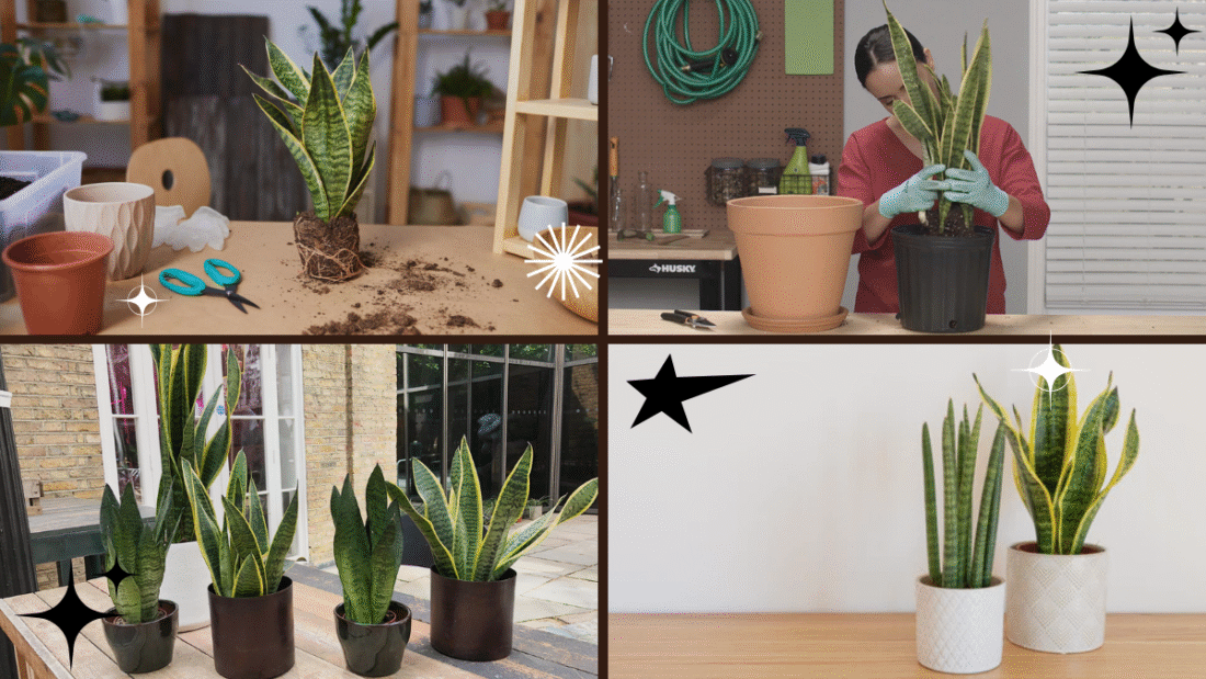 How to Properly Care for a Snake Plant