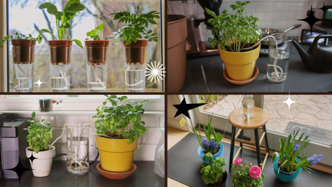 How to Water Plants While You’re Away