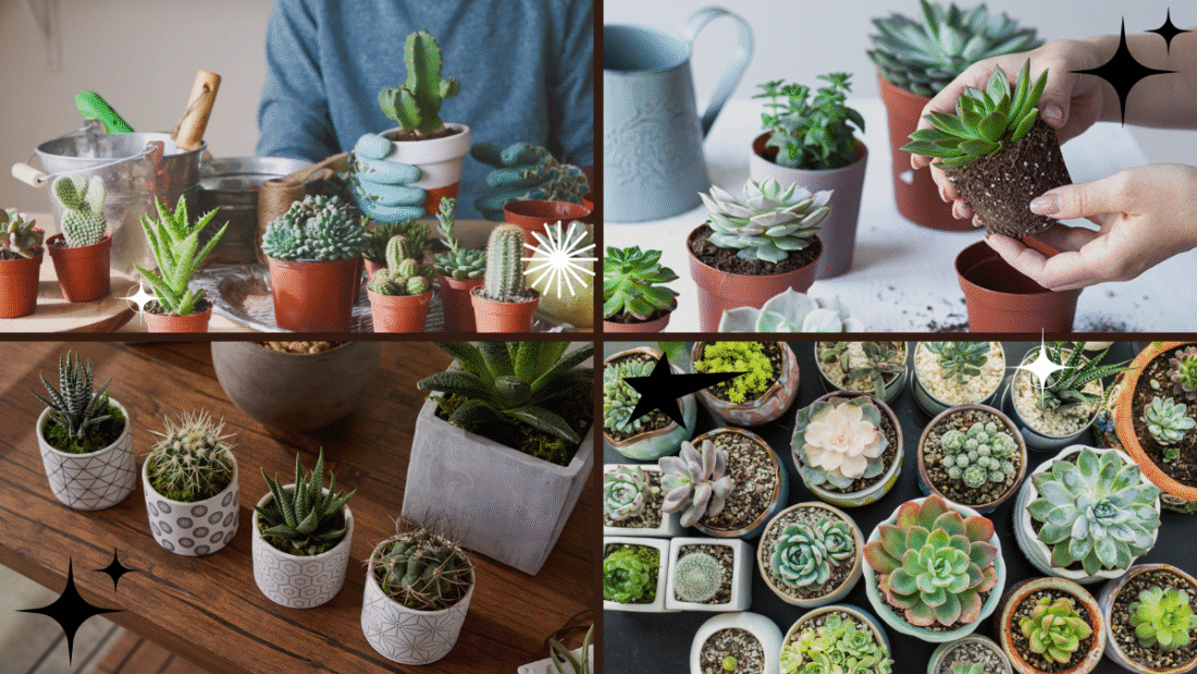 How to Take Care of Succulent Plants at Home