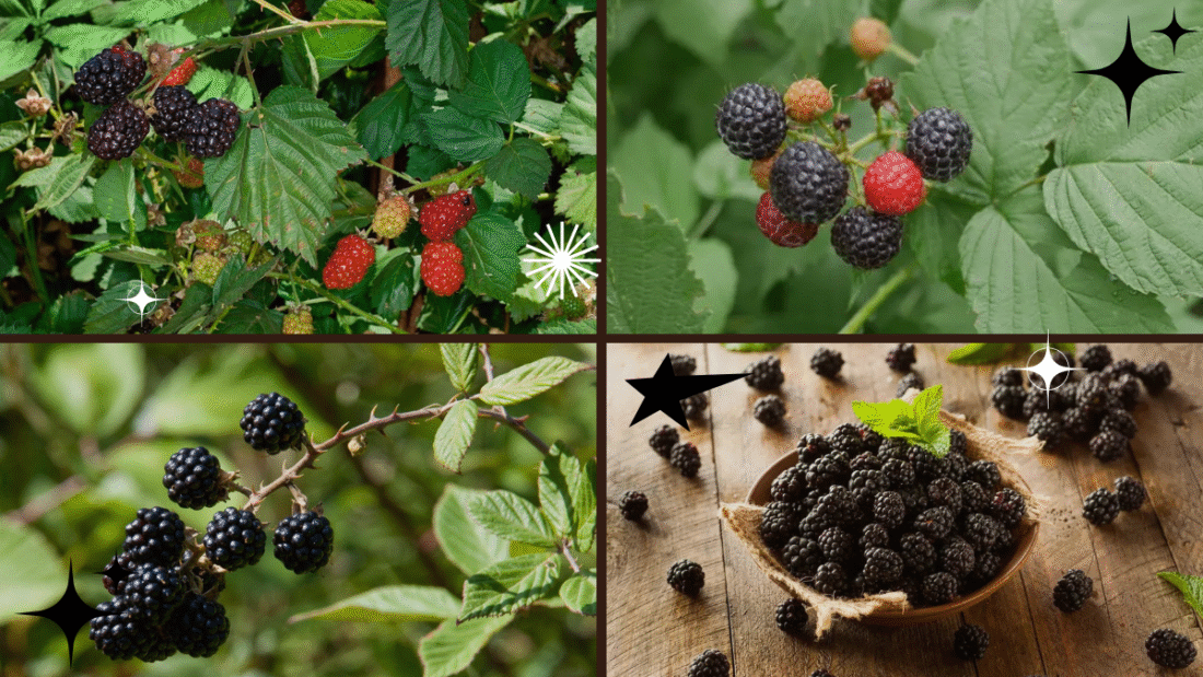 How to Plant and Grow Blackberries Effectively